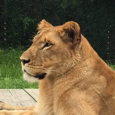 Wingman_596's profile picture. 