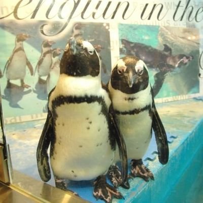 majime_penguin's profile picture. 