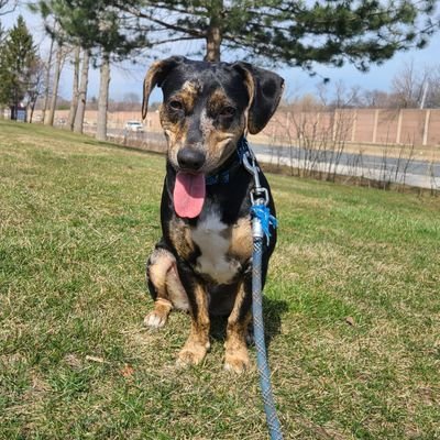 I'm a 1 year old, dashound/catahoula mix. I was rescued from a shelter by my mommy at 5/6 months and have been living my best life ever since❣
we follow animals