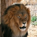 Paul Penzone - @Penzone5015 - Twitter