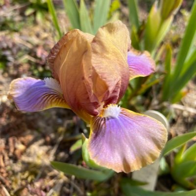 Specialist grower of bearded irises and many choice perennial plants too. Seagate Nurseries PE12 9RX #peatfree #irises #lincolnshire #plants