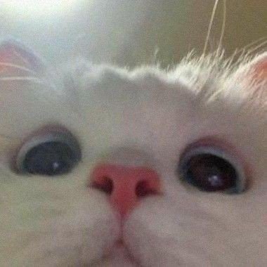 ก๊อกๆ เมี๊ยวๆ เป็นแมวแท้ๆ99.99999% 🥺

aka.ภาวนาไปก่อนV.3