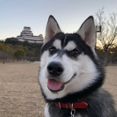 ハス友さんが欲しいなぁ 🐶2020.7.16シベリアンハスキー「ゆき」 。娘が👧🏻ママさんです。 時々保護猫「ねむ」 時々カエル🐸