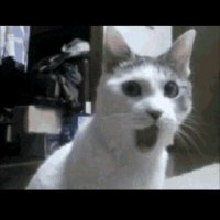 Surf Panther (@panthersurf) 's Twitter Profile
