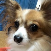気まぐれ日記 (@fx_msdiary) 's Twitter Profile