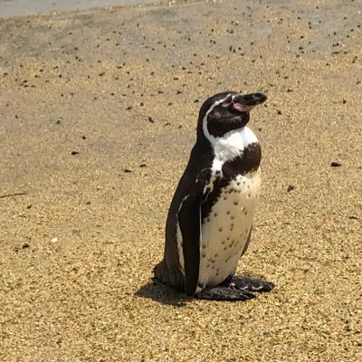 カニビアンコムさんのプロフィール画像