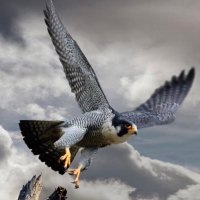 よけす＆きくちゃん (@yokes777) 's Twitter Profile Photo