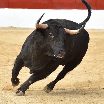 Bull96Crypto's profile picture. 