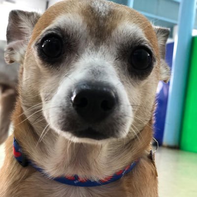 Gibbontastic's profile picture. Your favourite funky fab fresh Emirati recluse.