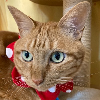 コトリ 🐾イラストプレゼント✨🎁✨のみ稼働中(コロナ前と生活がほぼ戻りツイッター開店休業中です)さんのプロフィール画像