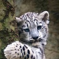 SnowyLeopard (@oliverderci1) 's Twitter Profile Photo