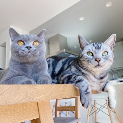 maya_____home's profile picture. 生き物と暮らす𓆸 猫(２匹 )𓃠、ニワトリ(雄4羽雌8羽)𓅷、爬虫類(４匹 )𓆈、熱帯魚(ベタ)𓆛がおります。R3.9.20めいりんさんの所から保護烏骨鶏のぽぽんちゃんをお迎えしました♡R3.10.3小鳥レスキュー会様より2羽の烏骨鶏ちゃんお迎え(ハナとサク)