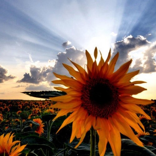 1reddirtdiva's profile picture. 