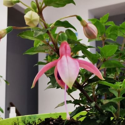 YinghuiWang12's profile picture. 