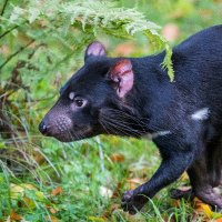 Centre for Conservation Ecology & Genomics (@uc_cceg) 's Twitter Profile Photo Centre for Conservation Ecology & Genomics (@uc_cceg) 's Twitter Profile Photo