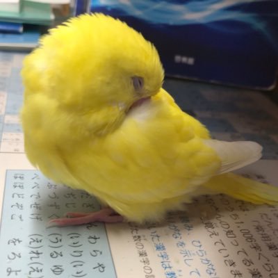 セキセイインコぽぽちゃん🐤2021年4月生まれです🐣仲良くしてください(⚈‚θ‚⚈)♡