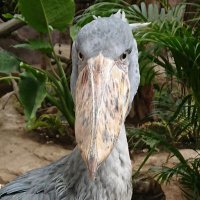 virgo (@virgoace) Twitter profile photo