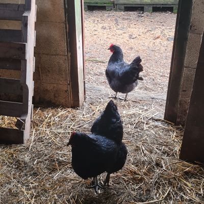 #smallholding #polytunnel kids #sheep #dogs #cats #geese #hens #runnerducks #fish  #rescuehens #gyo enjoying the #goodlife & #dayjobs