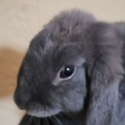 7e7tyc's profile picture. うさぎさんをこよなく愛すものです。
無職転生大好き。最近フィギュア沼にハマってしまう終わりの始まり

#うさぎ　#無職転生　#フィギュア　#チェンソーマン