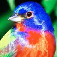 BuntingViews (@buntingmeadow) 's Twitter Profile