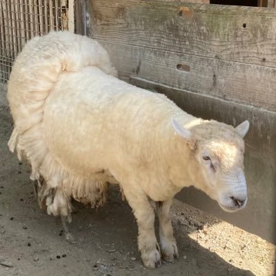 hiyoharuhina's profile picture. 祝J2復帰