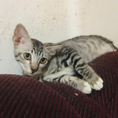 lsyprnm's profile picture. I RT Catto Photos