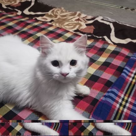 CyberTVShow's profile picture. 