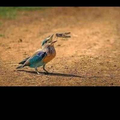 Samiull38099771's profile picture. دنړی مهم خبرونه