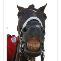 horseinaround(@horseinaround1) 's Twitter Profile Photo