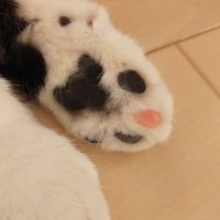 ใพใใฆใค (@marie_mamachan) 's Twitter Profile Photo ใพใใฆใค (@marie_mamachan) 's Twitter Profile Photo