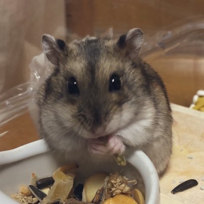 arafenne's profile picture. 野良ジャンカー 中華イヤホンと3Dプリンターが趣味 ツイート少なめですがよろしくお願いします🙇‍♂️