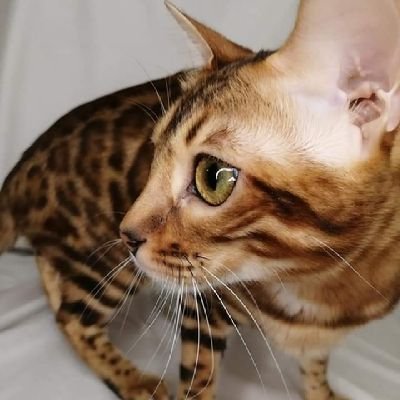 TICA REGISTERED #KITTENS
VERY LOVING AND AFFECTIONATE
AIR-SHIPING
HOME DELIVERY SERVICES
AVAILABLE .
#TICA
#bengalkitten
#bengalcat
#bengal
