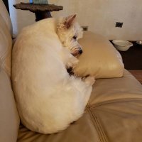 Josie,Bamboo & Brandy (🌈Dixie, Sasha & Carmie) (@sstormy1963) 's Twitter Profile