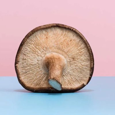 Mushroom
Food Tech
AgTech
BioTech
Looking to learn :)