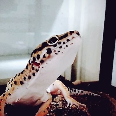 Kuromame Mikan 優しい笑顔 癒やされる笑顔 レオパ ヒョウモントカゲモドキ 可愛すぎる笑顔 Kuromame Mikan 優しい笑顔 癒やされる笑顔 レオパ ヒョウモントカゲモドキ 可愛すぎる笑顔