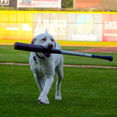 Official Bat Dog for the Bowling Green Hot Rods, South Atlantic League High-A affiliate of @Raysbaseball