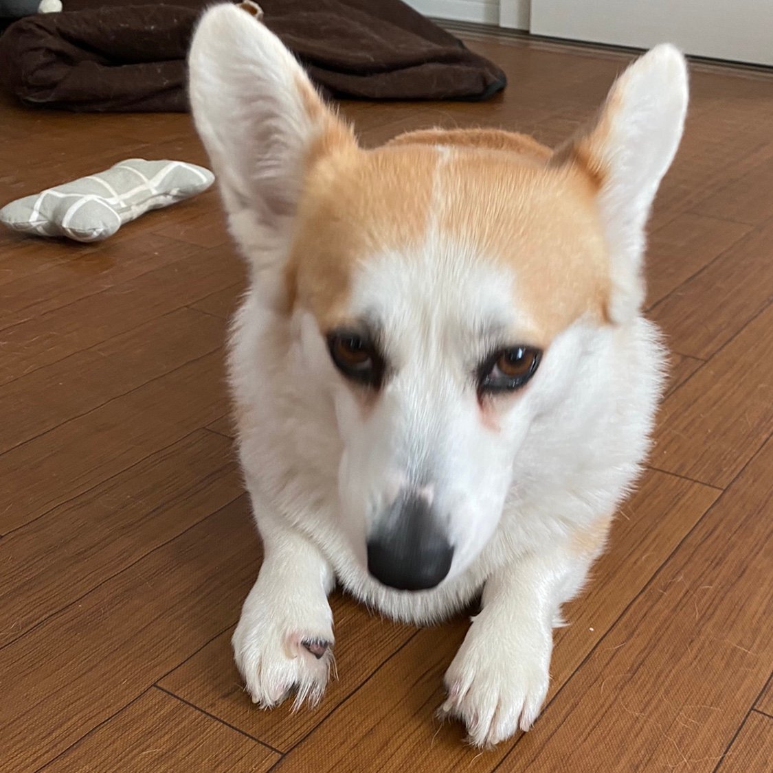 skyteam2007's profile picture. Current resident in Japan, MD. 医療ブログ界の片隅にいた医療系ブロガー。最近は昼寝とおやつと散歩だけが生きがい。残念ながらサイボーグでもないので24時間は戦えません。