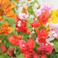 حديقة عبدالله (@gardenabod) Twitter profile photo