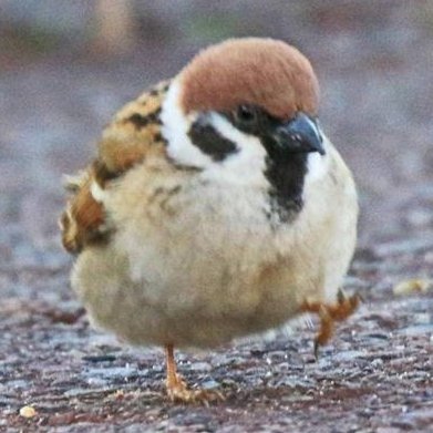 suzume151's profile picture. light作品のファン。Dies Entelecheia応援中。グラブルをやっている。