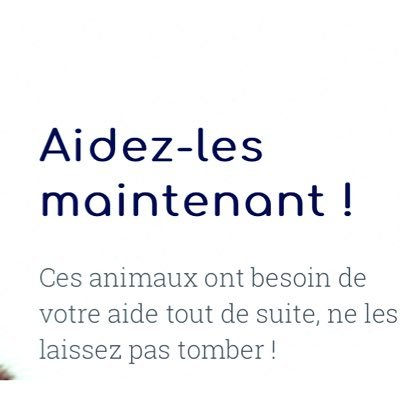 Aidez-nous à sauver des vies animales 🐭🐹🐰🐨🐻‍❄️🐼🐶🐶