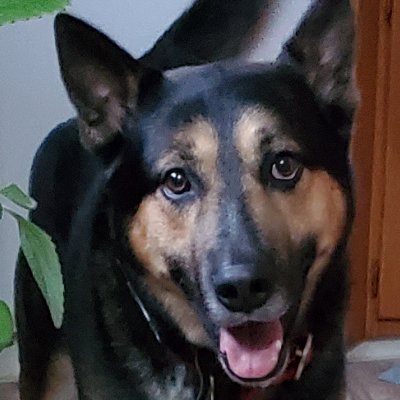 GoodDoge24's profile picture. Dogecoin to the moon ?
#Paperhand