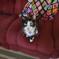 Alice M. (@alice_mcnulty) 's Twitter Profile