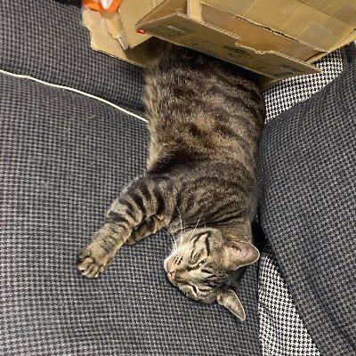 yuurikr's profile picture. 葛飾区　dirです