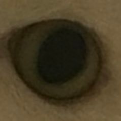 AAnkeriasniemi's profile picture.