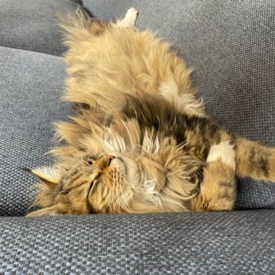 BolinTomas's profile picture. Yepp