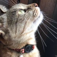 いかたこなんきん (@ikatako_nankin) 's Twitter Profile Photo