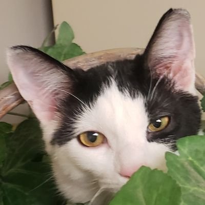 KARP0RA's profile picture. 