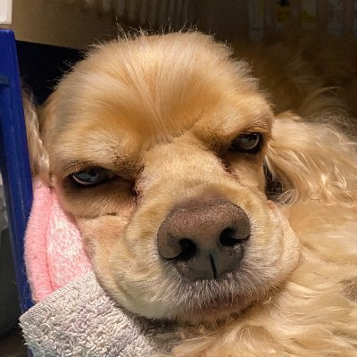 hBiIrkVp49tRcpp's profile picture. 犬猫と暮らす日々、和み、心穏やかに過ごしたい。