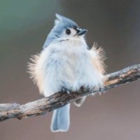 Titmouse 🐦(@Titmousie2) 's Twitter Profile Photo