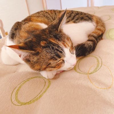 2021/5/3喜多方市桜ヶ丘郵便局付近で逃げ出してしまいました。三毛猫2歳メス・目は金色・しっぽ長い・背中側三毛、腹側白い毛・首輪なし とても臆病なので近寄ってくることはないと思います。情報提供お願いします。 ◎たくさんのRT・いいねありがとうございます🐈